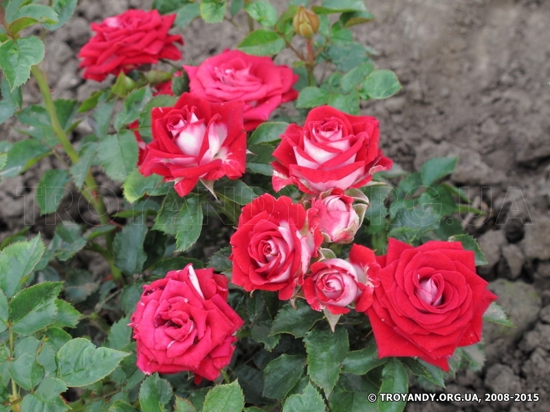 Ruby Star